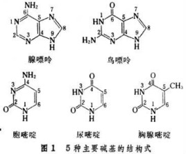 名侦探柯南：水平线上的阴谋