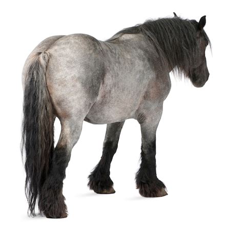 名侦探柯南：水平线上的阴谋