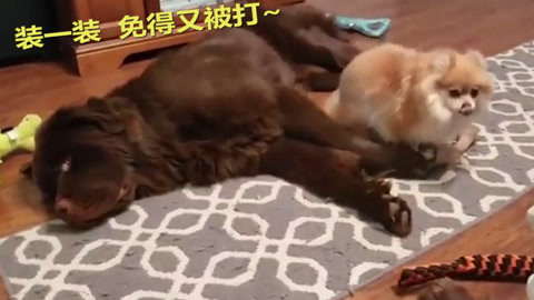 六扇门之御前盗圣